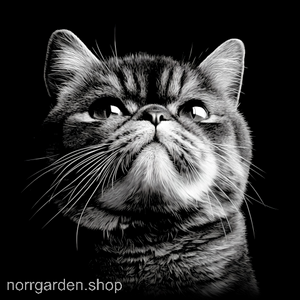 Personligt skifferunderlägg med motiv av Exotic - perfekt present till kattvän