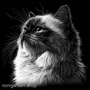 Underlägg i skiffer med gravyr av en Himalaya - en elegant gåva till kattälskare